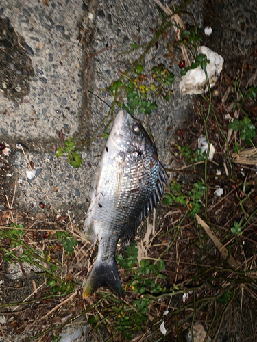 チヌの釣果