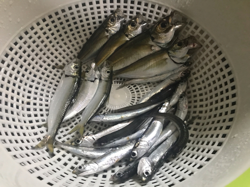 アジの釣果