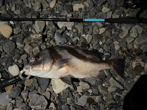 コショウダイの釣果