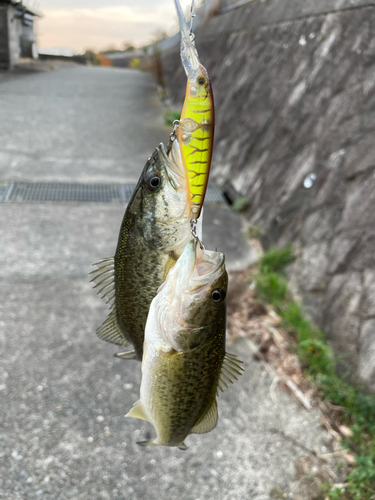 ブラックバスの釣果