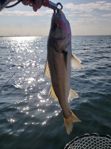 シーバスの釣果