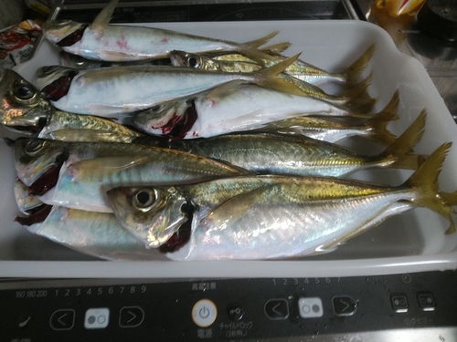 アジの釣果