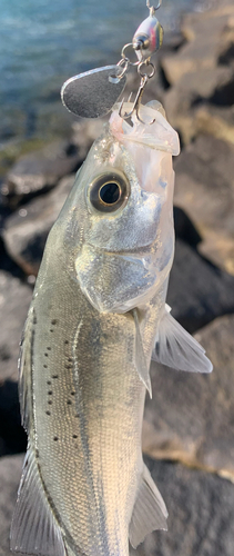 セイゴ（タイリクスズキ）の釣果