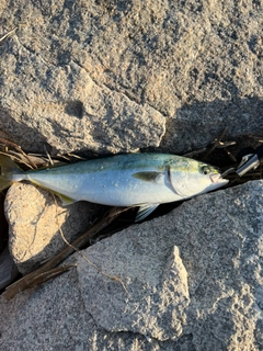 ハマチの釣果