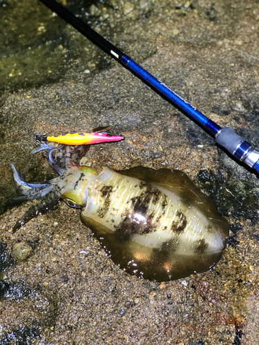 アオリイカの釣果