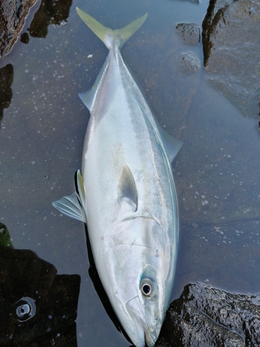 ハマチの釣果