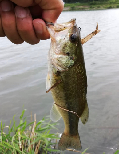 ラージマウスバスの釣果