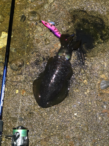 アオリイカの釣果