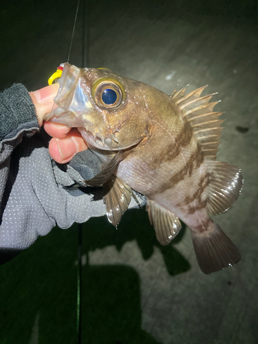 メバルの釣果