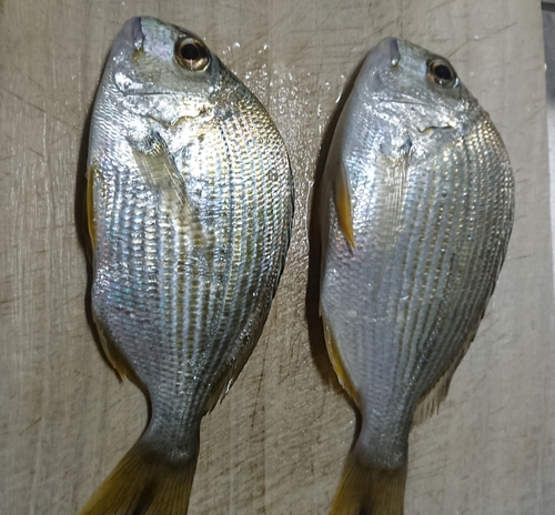 ヘダイの釣果