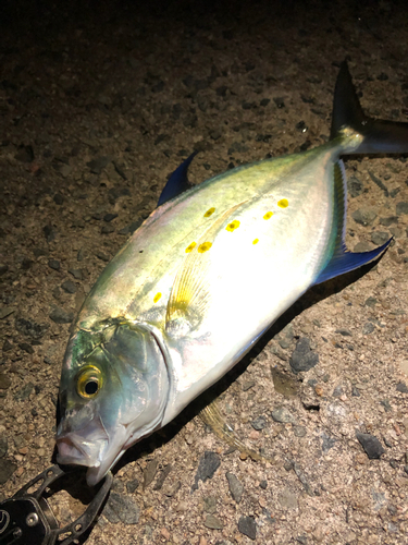 ナンヨウカイワリの釣果