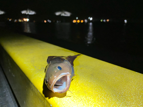 ドンコの釣果