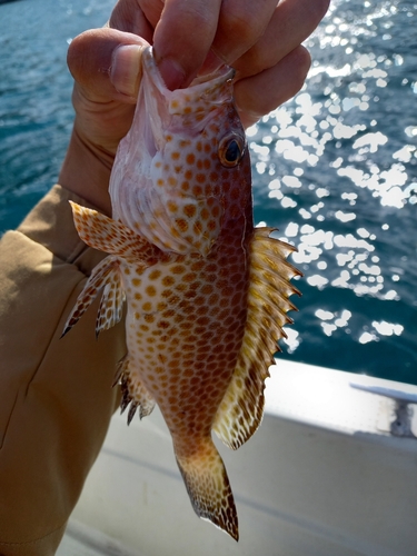 オオモンハタの釣果