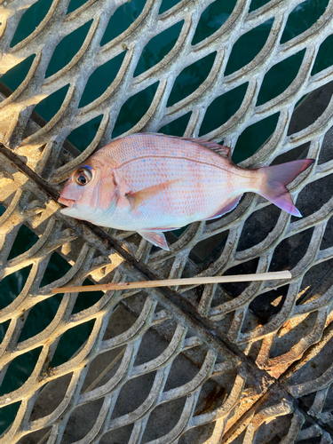 チャリコの釣果