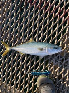 ハマチの釣果