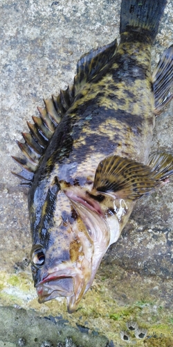 ベッコウゾイの釣果