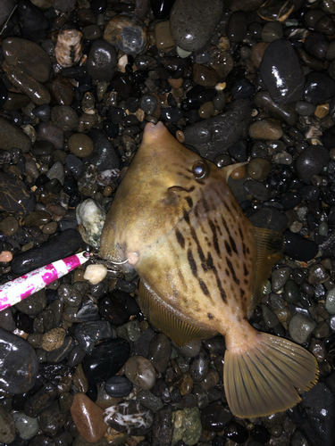 コノシロの釣果