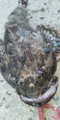 カジカの釣果