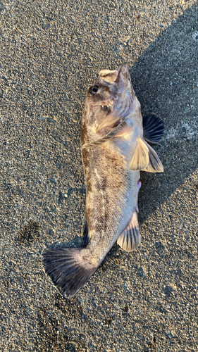 クロソイの釣果