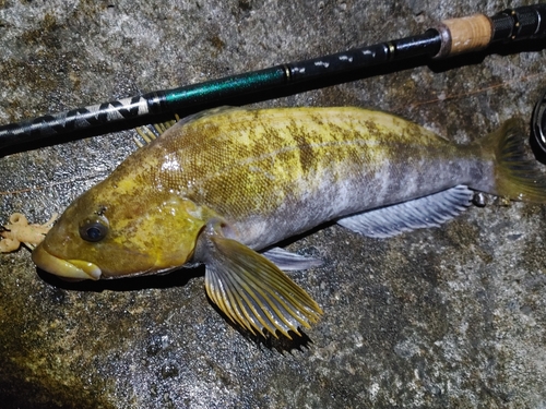 アイナメの釣果