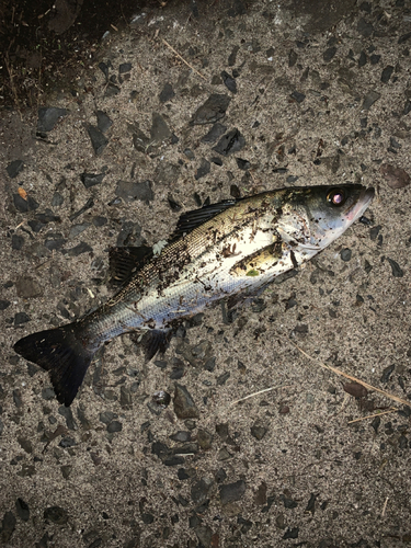 セイゴ（マルスズキ）の釣果