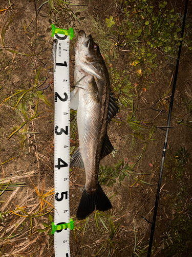 シーバスの釣果