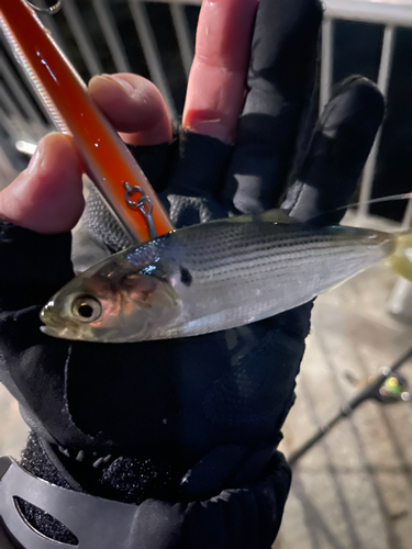 コノシロの釣果