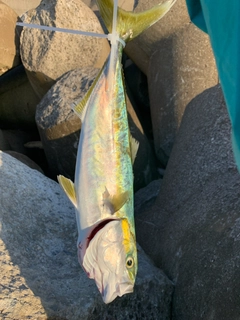 ハマチの釣果