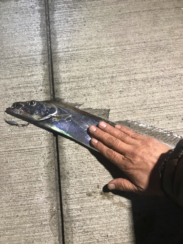 タチウオの釣果