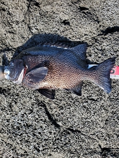 イシガキダイの釣果