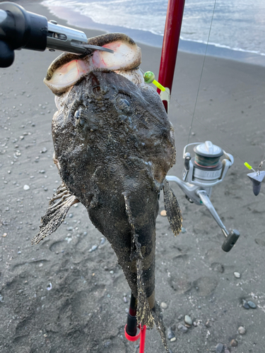 カジカの釣果