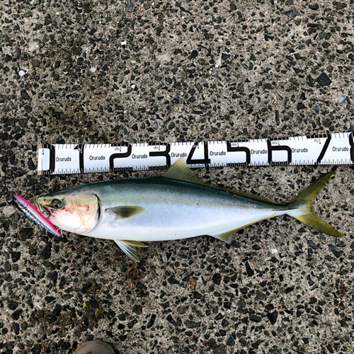 メジロの釣果