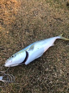 イナダの釣果