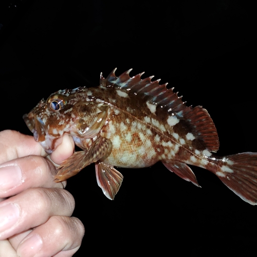 カサゴの釣果