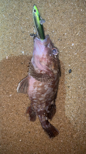 ガシラの釣果