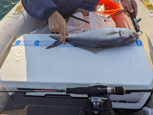 ショゴの釣果