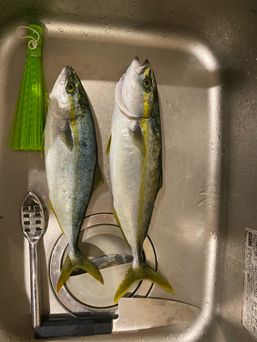 ツバスの釣果