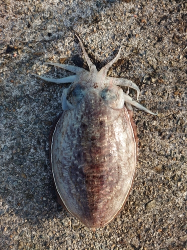 コウイカの釣果