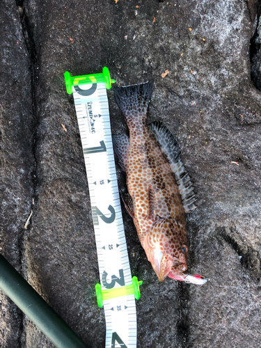 オオモンハタの釣果