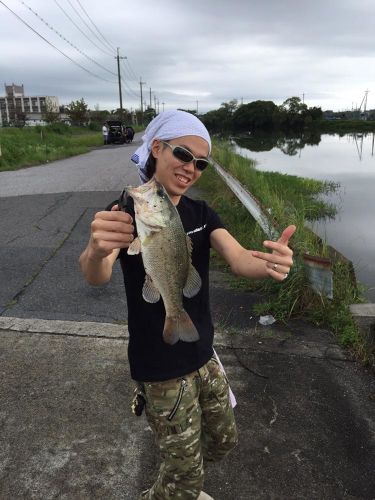 ブラックバスの釣果