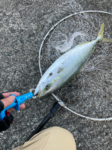 ハマチの釣果