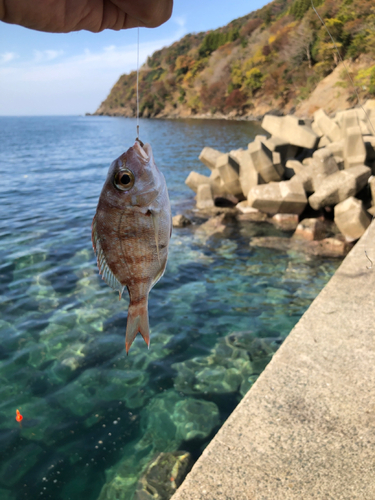 タイの釣果