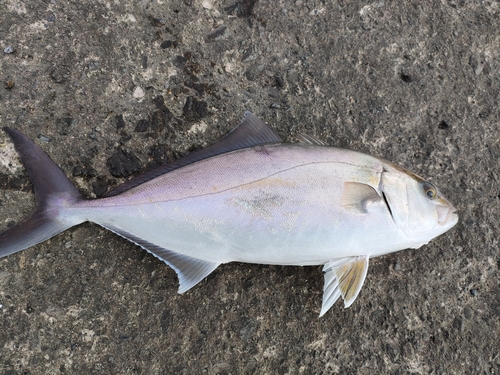 ショゴの釣果