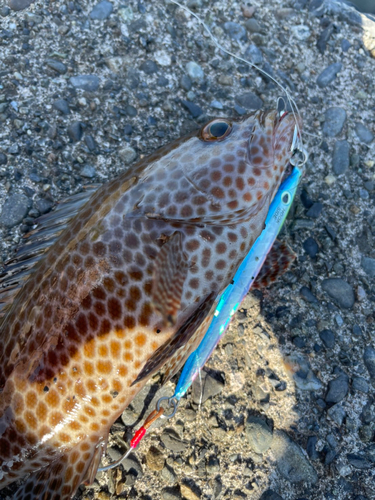 オオモンハタの釣果