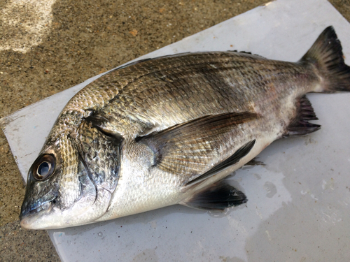 クロダイの釣果