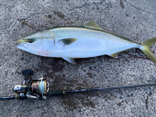 ワラサの釣果