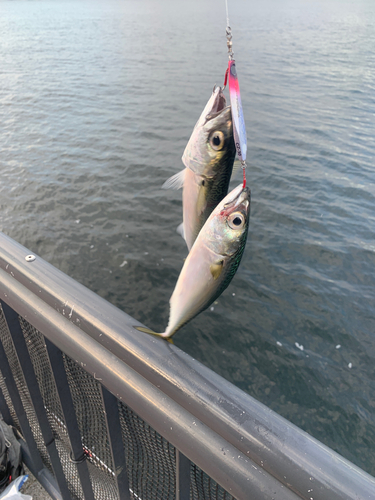 サバの釣果