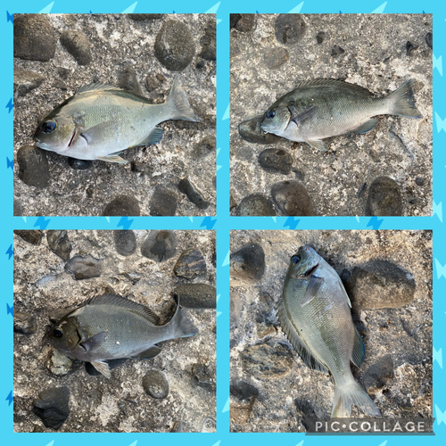 メジナの釣果