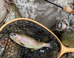 ニジマスの釣果