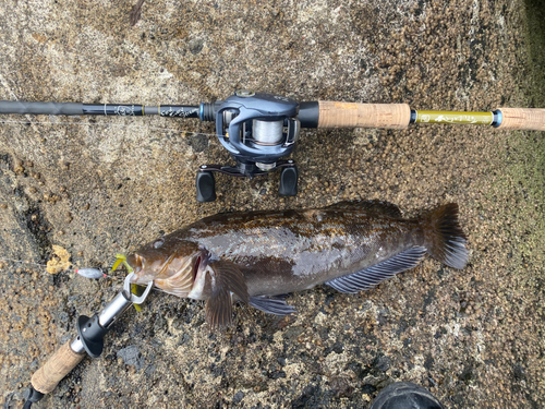 アブラコの釣果